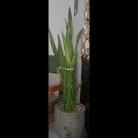 گل سانسوریا با گلدان بزرگ