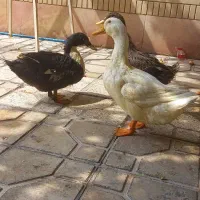 اردک سالم وسر حال