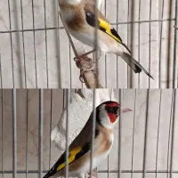 سهره نروماده کارداده