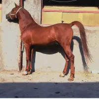 نریان 8به 9 فروشی