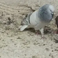کبوتر