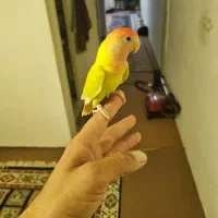 کوتوله ومرغ عشق