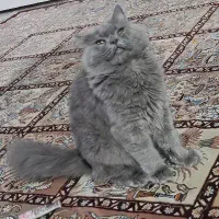 بچه گربه