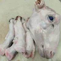 کله پاچه تازه وجوان