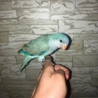 جوجه راهب، جوجه طوطی راهب