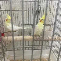 عروس هلندی