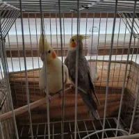 فروش پرنده