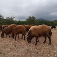 گوسفند