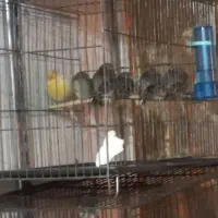 جوجه سهره قناری کال باب زیر دهن کردن