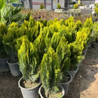 کاج توپی (کامیس پاریس)۵۷۰