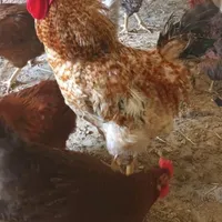 خروس بزرگ و بوقلمون نر و ماده|حیوانات مزرعه|همدان, |دیوار