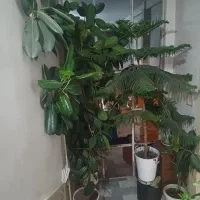 تعداد گل زیبا