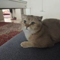 گربه اسکاتیش