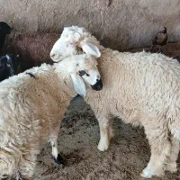 ۲ راس بره نر چاق و درجه یک