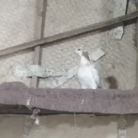 یک جفت کبوتر مفلق