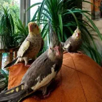 عروس هلندی از ۸۰۰ تومن