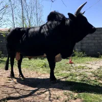 گاو نر ورزا چالوسی