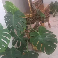 گل مونسترا