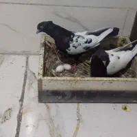 کبوتر سینه سیاه