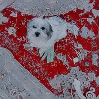 سگ شیتزو نر