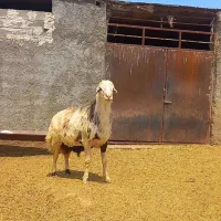 قوچ پلنگی  اصیل جوان