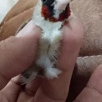 سهره ماده چونه سفید