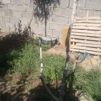 پیوند پسته