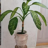 گل و گیاه