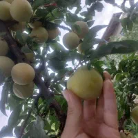 فروش آلو قطره طلا
