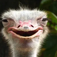 شتر مرغ 5 ماهه