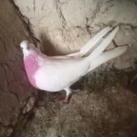 کبوتر