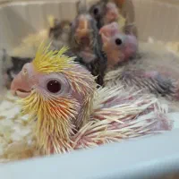 جوجه عروس هلندی