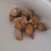 حلزون