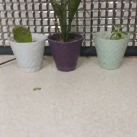 گل تازه|گل و گیاه طبیعی|پارس‌آباد, |دیوار