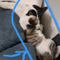 واگذری  دو تا بچه  گربه