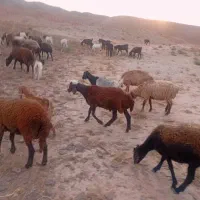 بره نر