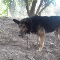 ‌سگ‌ژرمن