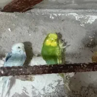پرنده