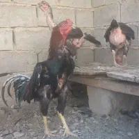 مرغ و خروس لاری
