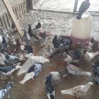 کفتر ارزان قیمت