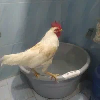 خروس سفید محلی