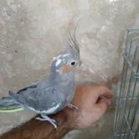 عروس هلندی ماده