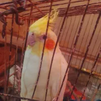 پرنده