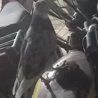 کفتر سرور پلاکی