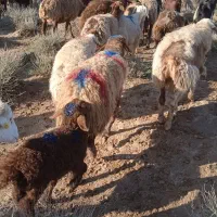 گوسفند و بره