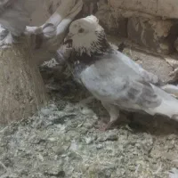 کفتر پشتار