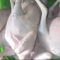 مرغ فردا ‌سپیدان ‌حراج۱۴۵ وزن ‌بین یک‌ونیم