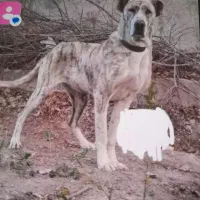 واگذاری سگ ماده