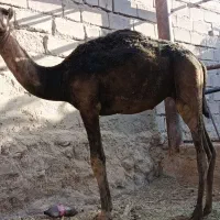 فروش شتر هاشی نر