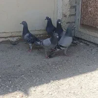 مزرعه یک